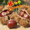 New Crop Bulk Chinese Chestnuts Wholesale Castanea Sativa